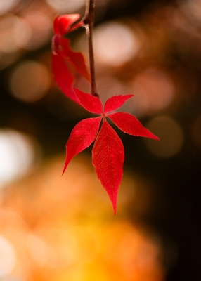 Hojas de otoño