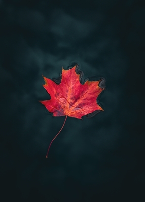 Autumn leaf