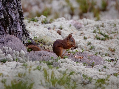 Eichhörnchen in Flechten