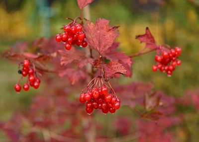 Autumn berries