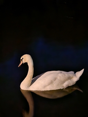 Reflections of a Swan