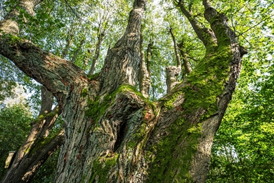 trunk of an old linden tree