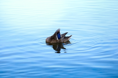 Die schüchterne Ente