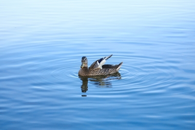 The Duck Enjoys Its Peaceful 