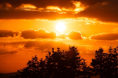 Dennenbomen in de zonsondergang 