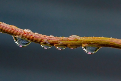 Høst, regn og dråper