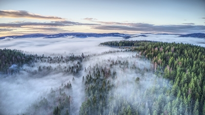 Waldnebel