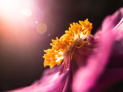 Autumn Anemone In The Morning 