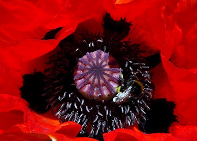 Bumblebee in a Poppy