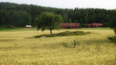 Landscape in Östergötland