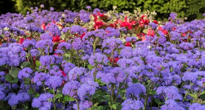 Ageratum blomster med andre blo