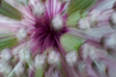 Flower In Motion