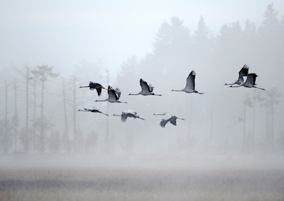 Cranes in fog