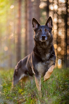 German Shepherd posters & prints by Johannes GranstrΓΆm - Printler