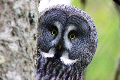 gray owl