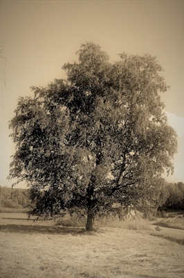 Baum 1