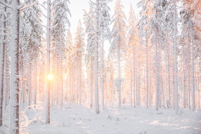 Het bos van de winter