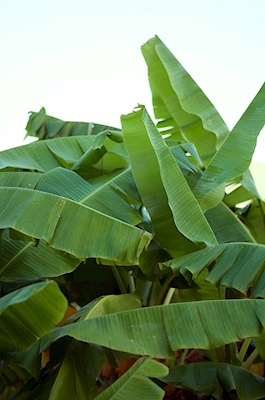 Planta de banano 