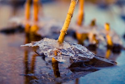 The reed and the ice