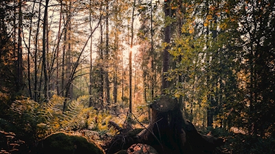 Gröngarnské lesy