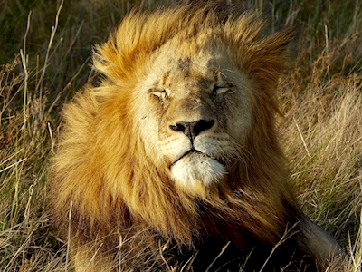 Leijonakuningas