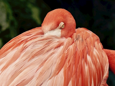 Mad flamingo