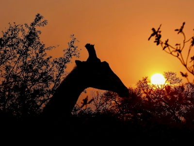 Giraffa all'alba