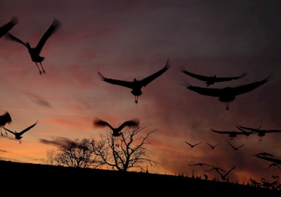 Flight of the cranes
