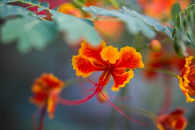 Ghanan kukka