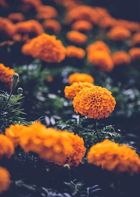 orange blomst