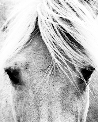 Koń fiordowy