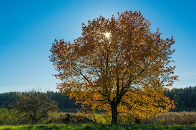 Pequena árvore de outono feliz