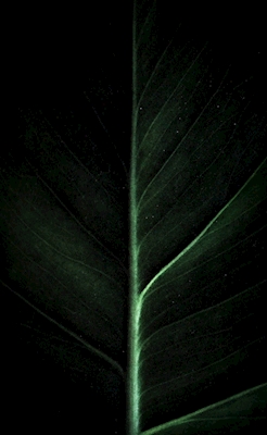 Folha Verde