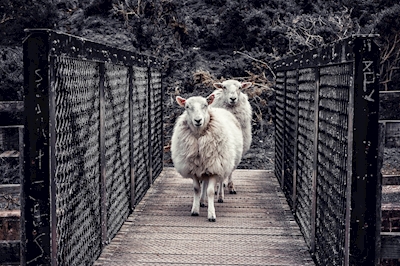 Due pecore