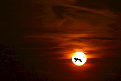Uccello in silhouette