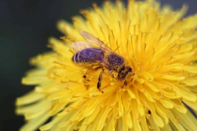 Pszczoła na mniszku lekarskim