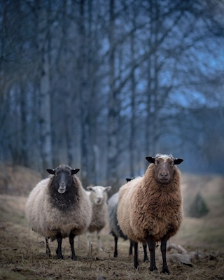 Sombre sheeps