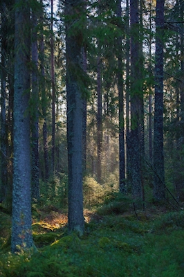 Metsässä