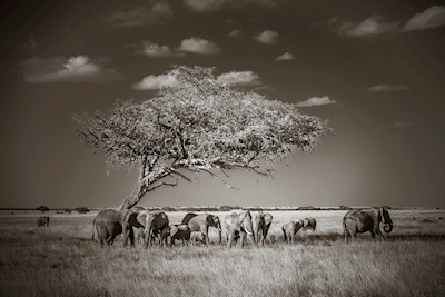 Unter einem Baum in Afrika