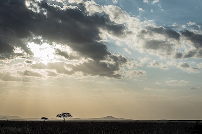 Lat afternoon in Serengeti