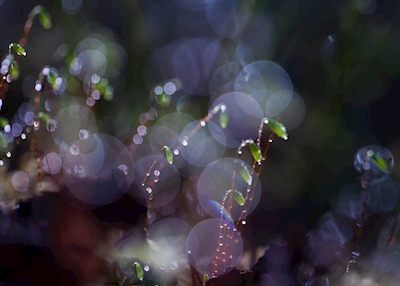 Forest drops
