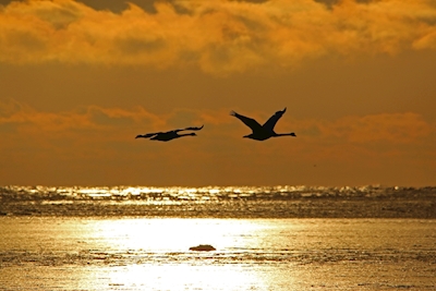 Cisnes ao pôr do sol