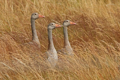 Geese i autumngrass