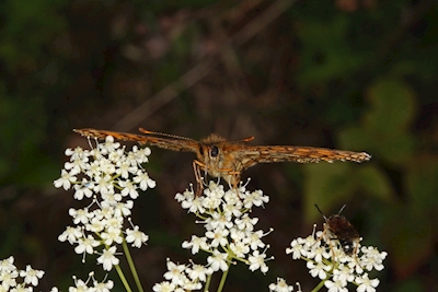 Mariposa reticulada del bosque