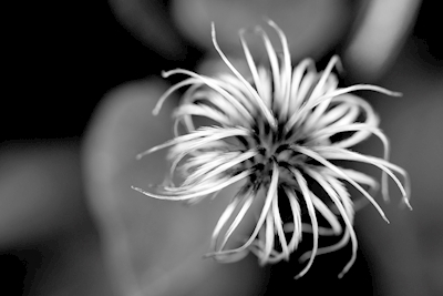 Clematis seed