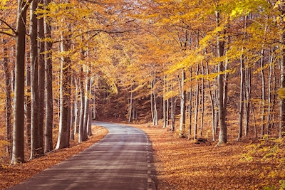 A Estrada do Outono
