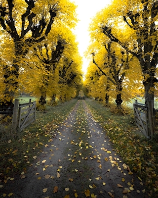 Caminhada de outono