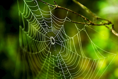 Hanging spiderweb