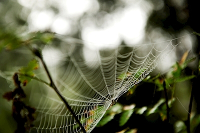 Fan of spiderweb