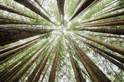 Californian Redwoods
